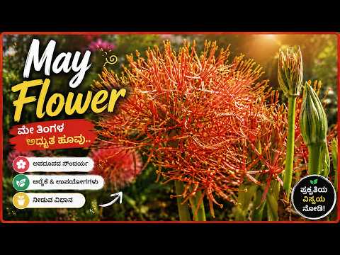 Summer special flowers | May flower | Football Lily